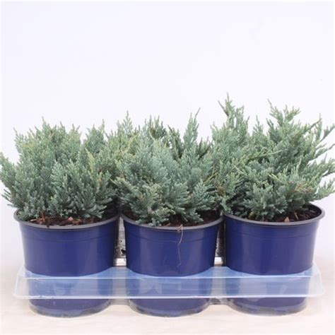 Juniperus horizontalis 'Blue Chip' — Plant Wholesale FlorAccess