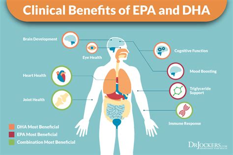 DHA vs EPA: Mana Satu Lebih Penting - Key Coordinator Shaklee & Pengedar Shaklee Terbaik Untuk ...