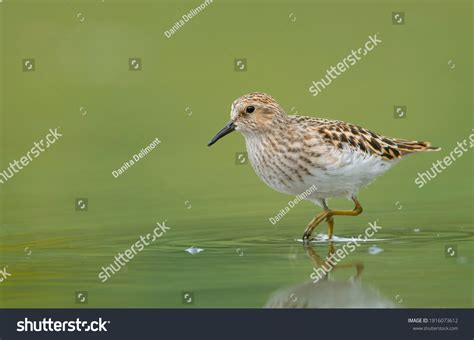 Least sandpiper Images, Stock Photos & Vectors | Shutterstock