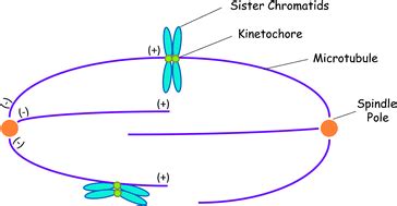 Kinetochore assembly: building a molecular machine that drives chromosome movement - Molecular ...