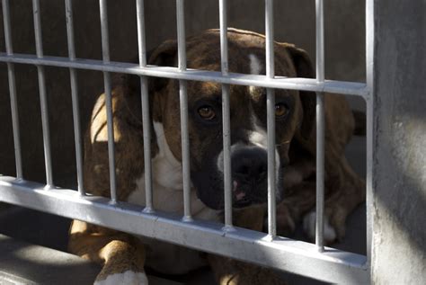 Los Angeles County officials order probe of animal shelters | 89.3 KPCC