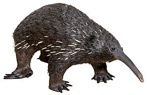 Eastern Long-beaked Echidna Facts for Kids