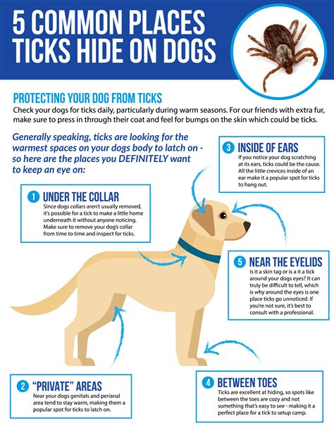 How To Protect Your Pet From Ticks And Lyme Disease - Dog Tick Lyme Disease (#869813) - HD ...