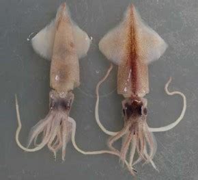 Firefly Squid - Facts For Kids, Wild Life & Nature - Kinooze