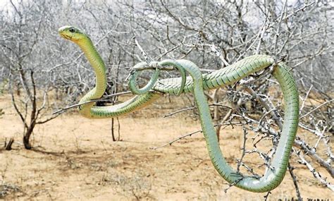 [WATCH] - Meet the most venomous African snake | South Coast Sun