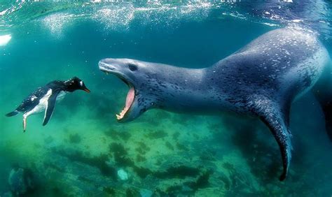 Penguin Being Eaten by a Leopard Seal | Leopard seal, Animals, Animal photo