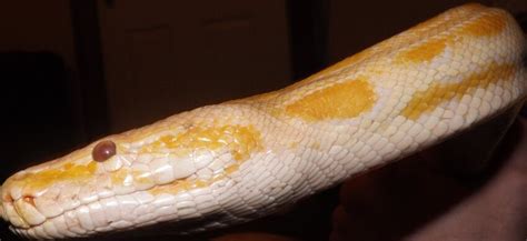 Free picture: exotic, albino python, corn snake, viper, wildlife, albino, reptile, snake