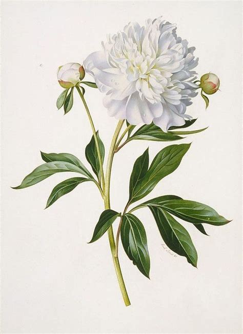 Bewitching, Beautiful And Bountiful Botanical Art - Bored Art ...