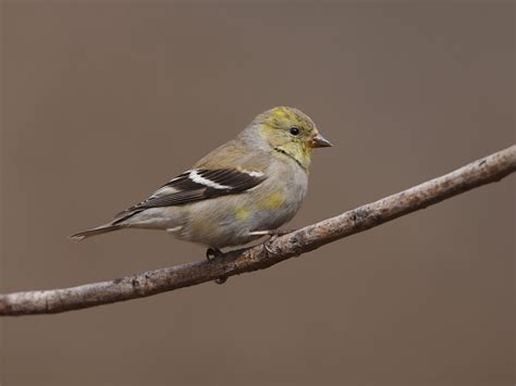 Female American Goldfinches (Identification Guide) | Birdfact