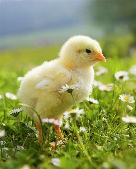 Pin by Parisa72 on Easter | Baby chickens, Baby chicks photography, Cute ducklings