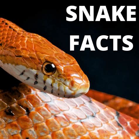 9 Fascinating Snake Facts - Petrapedia