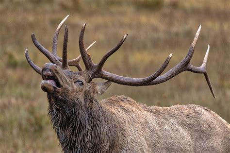 WINTER MOOSE, Moose in Snow, Brown and white wildlife photography by Rob's Wildlife - RobsWildlife