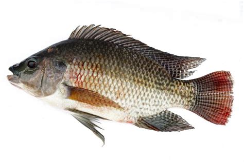 Nile tilapia - Alchetron, The Free Social Encyclopedia