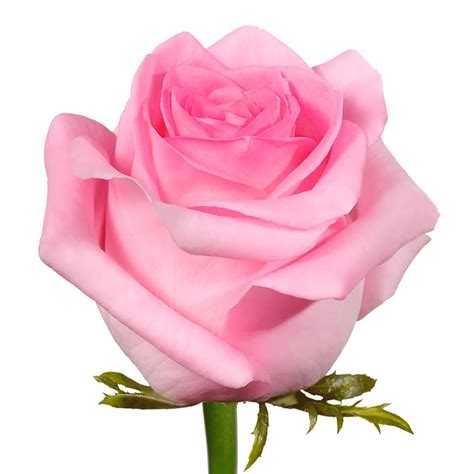 Baby Love! - Pink - 109465 - Schreurs Roses