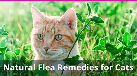 10 Natural Home Remedies for Fleas on Cats (Flea Killer and Repellant)