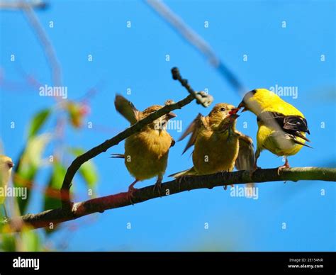 Baby goldfinch hi-res stock photography and images - Alamy