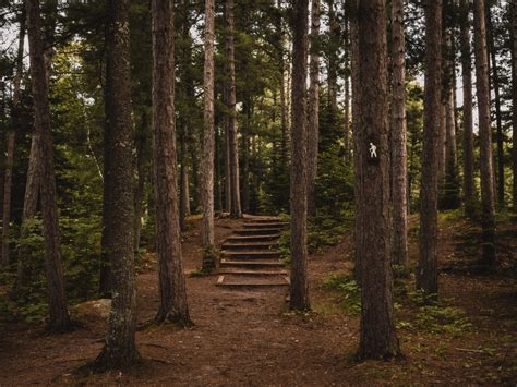 The History of Stairs in the Woods The History of Stairs in the Woods