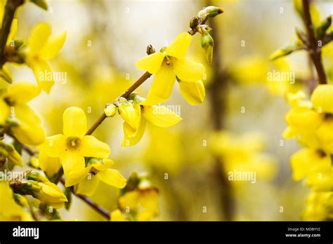 yellow forsythia flower shrub close up Stock Photo - Alamy