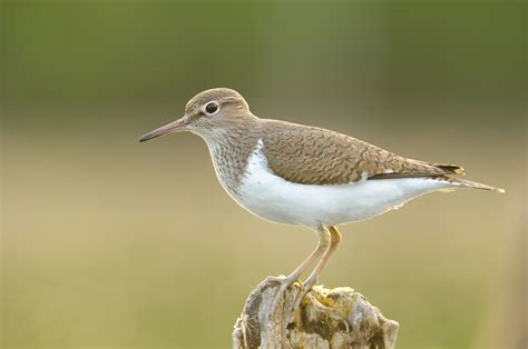 Common Sandpiper Bird Facts | Actitis Hypoleucos