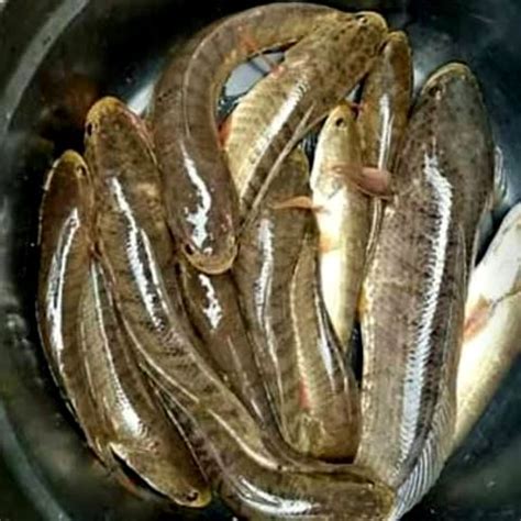 Ikan Gabus (Channa Striata), Ikan Predator untuk konsumsi memiliki ...