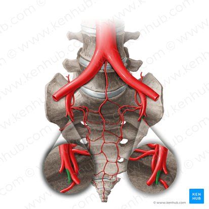 Obturator artery: Anatomy, branches, supply | Kenhub