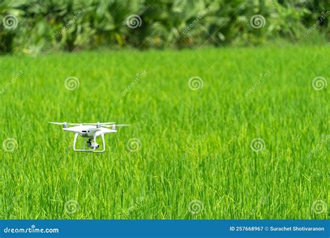 Drone is Flying on the Green Paddy Rice Field Stock Image - Image of agriculture, nature: 257668967