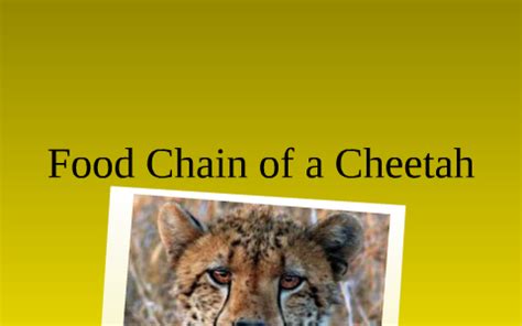 Food Chain for a Cheetah by Devin Hux