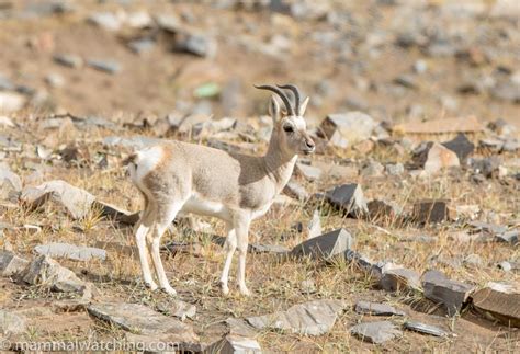 Tibetan Plateau, 2015 - Mammal Watching