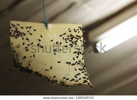 5 Murder Hornets Trap Images, Stock Photos, and Vectors | Shutterstock