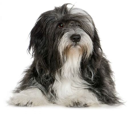 Tibetan Terrier - Ultimate Guide (Personality, Health, Temperament etc.)