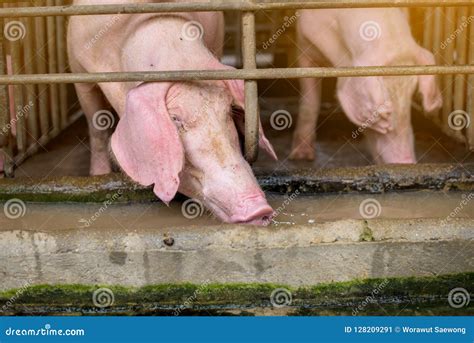 Pigs at the Farm. Meat Industry Stock Image - Image of livestock, look ...