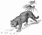 Big Cat Coloring Pages sketch template