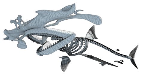 Hammerhead Shark Skeleton 3D Model – 3D Horse