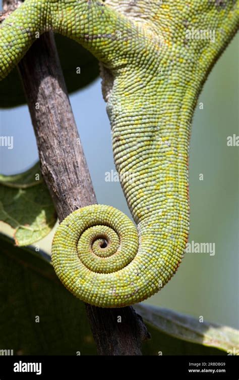 The tail of the Chameleon is prehensile, meaning it can be used as a fifth limb. A perfect ...