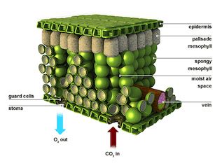 Mesophyll | Definition, Function & Structure - Lesson | Study.com