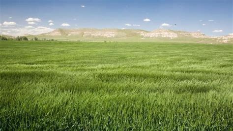 What is a grassland ecosystem? | Grassland biome, Ecosystems, Grassland