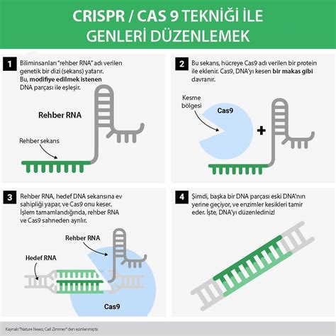 Crispr Cas9 Gene Editing Mechanism