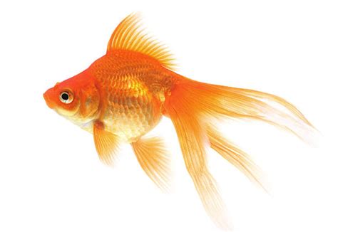 Goldfish Stock Photos, Pictures & Royalty-Free Images - iStock