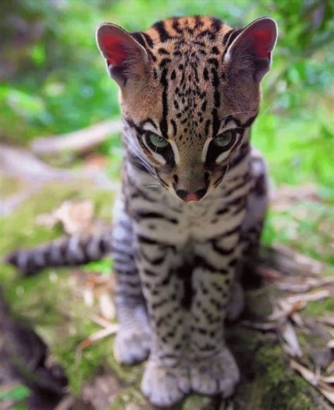 Unique among predators is the ocelot, a small, semi-arboreal feline ...