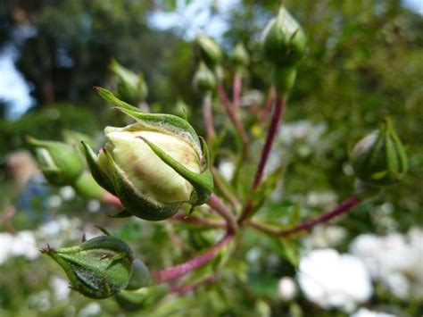 A Budding Rose | Smithsonian Photo Contest | Smithsonian Magazine