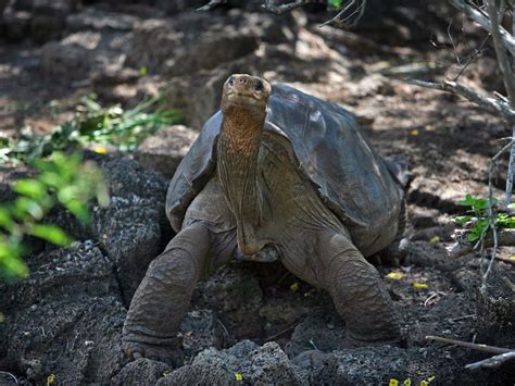 Famed Galapagos tortoise Lonesome George to be embalmed - CBS News