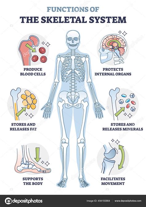 Skeletal System Diagram Labeled