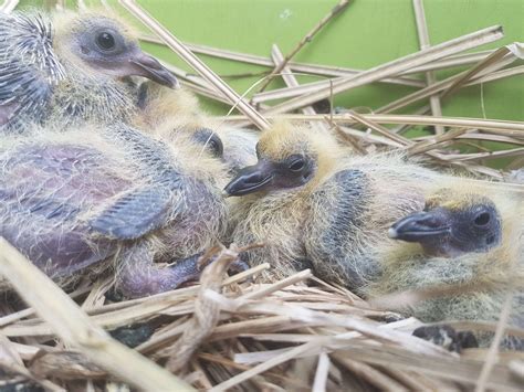 Scarborough Wildlife Prevention: Feeding Birds in Winter