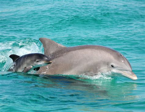 Baby Dolphin Wallpapers - Top Free Baby Dolphin Backgrounds ...