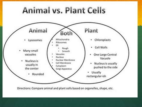 Animal Cell Mitosis vs Plant Cell Mitosis - Understanding the Differences