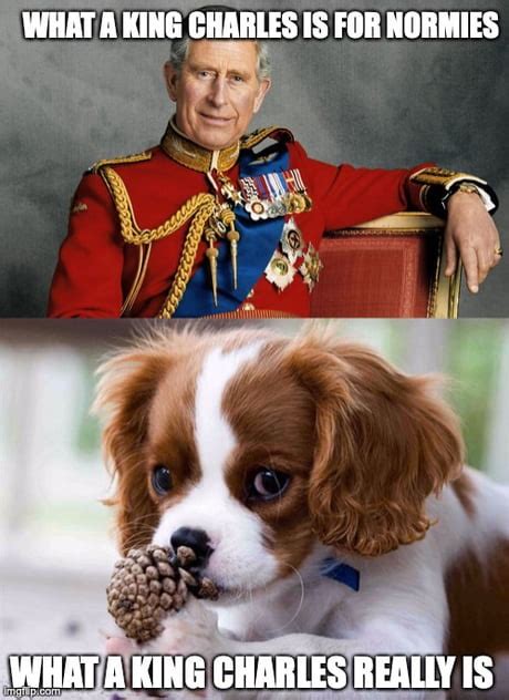 King Charles Spaniel - Meme by Shikamaru :) Memedroid