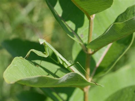 The Chinese mantis (Tenodera sinensis) is the ...