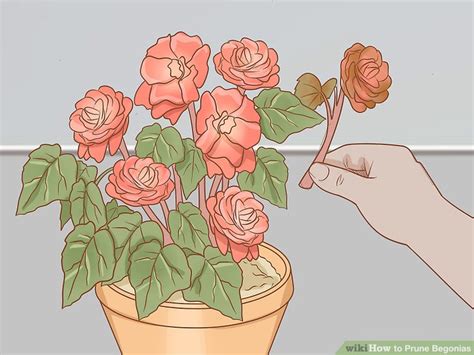 3 Ways to Prune Begonias - wikiHow