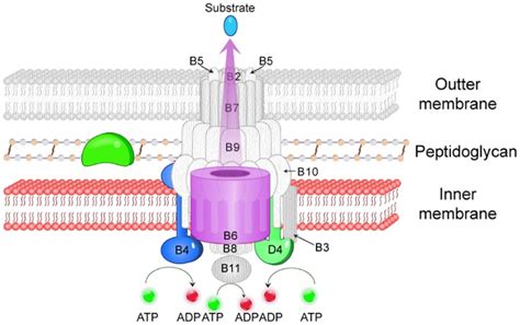 The colored parts are the components of the Type-IVC secretion system... | Download Scientific ...