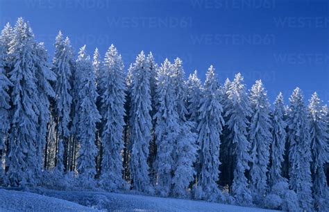 Germany, Black forest snow-covered trees stock photo